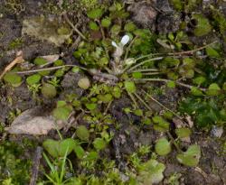 Cardamine heleniae. Plants with rosette leaves and flowers.
 Image: P.B. Heenan © Landcare Research 2019 CC BY 3.0 NZ